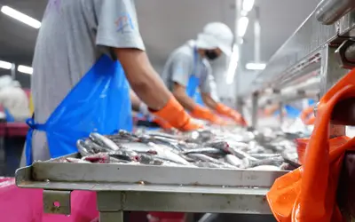 Flake vs Cracked Ice: What’s the Best for Seafood Freshness?