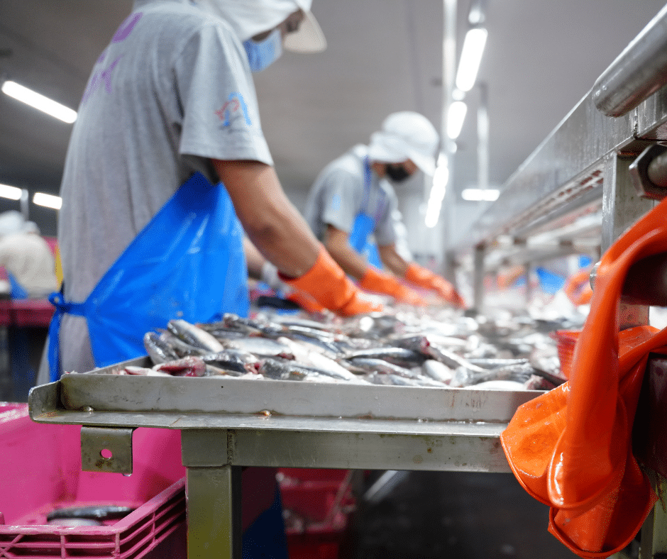 commercial ice maker for seafood processing