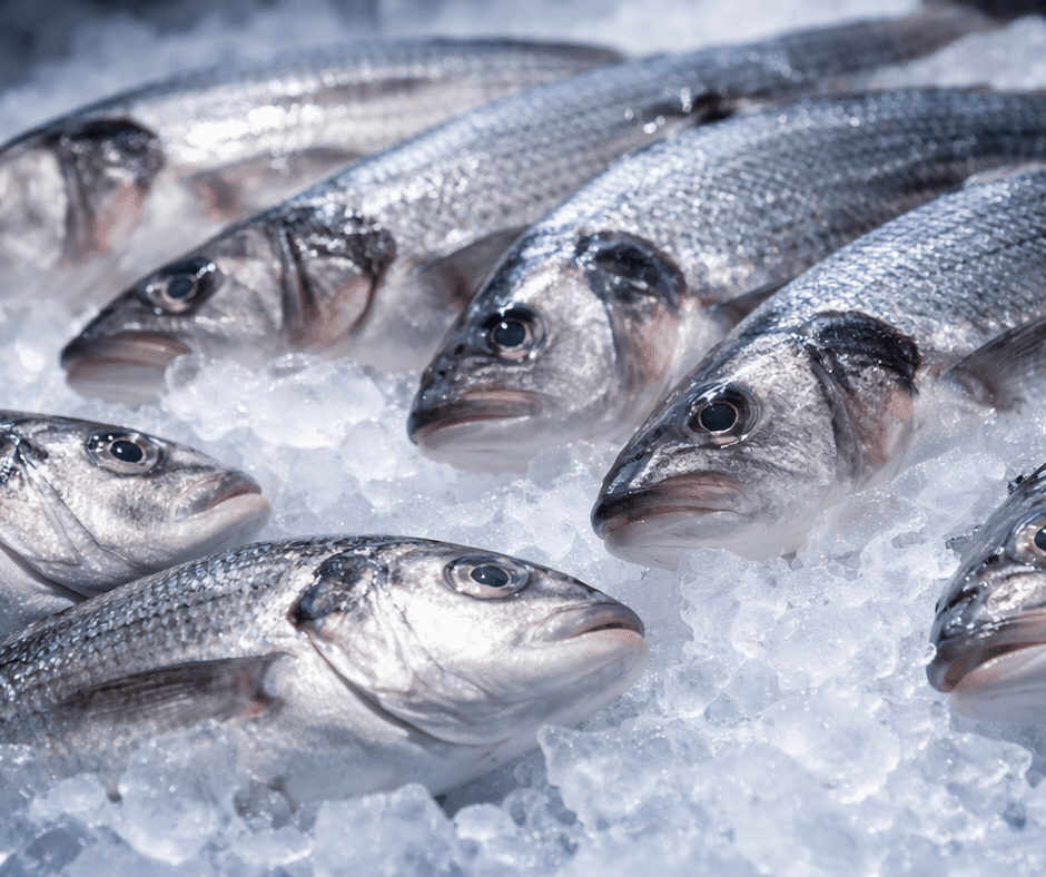 Industrial ice machine for seafood processing for sale